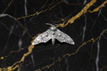 Moon Moth Hair Clip - Front View